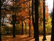 Troncos negros sobre bosque otoñal
