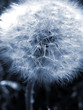 Dandelion monochrome