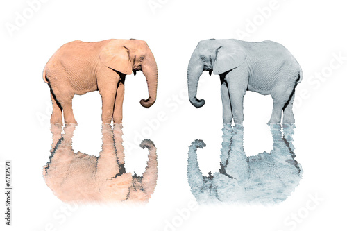 Illustration: Elephant Elephant