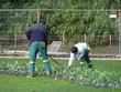 jardiniers au travail