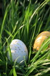 Foto: Ei im Gras Ei im Gras