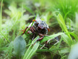 The may-bug on a green spring grass -2