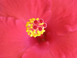 Mediterranean flower