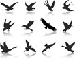 Set icons - 13. Birds. Set of twelve vector icons Set icons - 13. Birds. Set of twelve vector icons