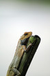 Resting reptile