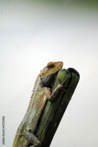 Resting reptile Resting reptile