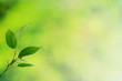 Leaves background Leaves background