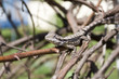 Australian Bearded Dragon Lizard Australian Bearded Dragon Lizard