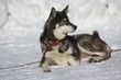 Husky