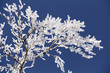 Photo: Frozen branches Frozen branches
