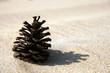 Pinecone in the Sand - Beach