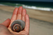 Shell in my Hand - Ocean Life Discovery