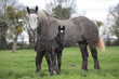 percherons, jument et poulain