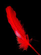 feder