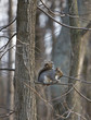 treed squirrel