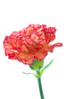Carnation