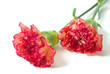 Carnation