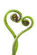 Fern Fern