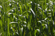 Herbes folles