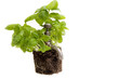 Green power