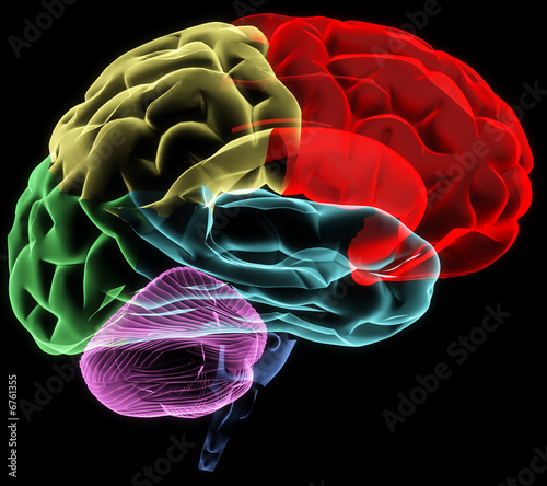 Illustration: Brain Brain