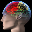 Brain