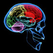 Illustration: Human brain Human brain