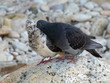 Pigeons