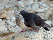 Pigeons
