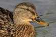 Anas platyrhynchos