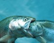fish eat fish