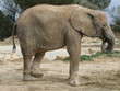 Elephant d'Afrique Elephant d'Afrique