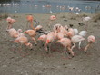 Groupe de flamants roses Groupe de flamants roses