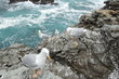 mouettes