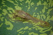 Crocodile