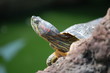 Tortue