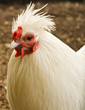 Chicken head