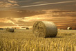 Field of gold