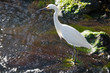 Wetlands Wildlife