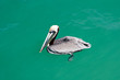 Wetlands Wildlife