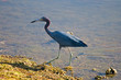 Wetlands Wildlife