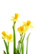 spring daffodils spring daffodils