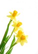 spring daffodils spring daffodils