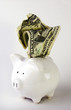 Piggy Bank with Dollar Bill Piggy Bank with Dollar Bill