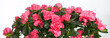 Azalea