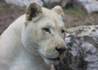 Foto: Leone bianco Leone bianco