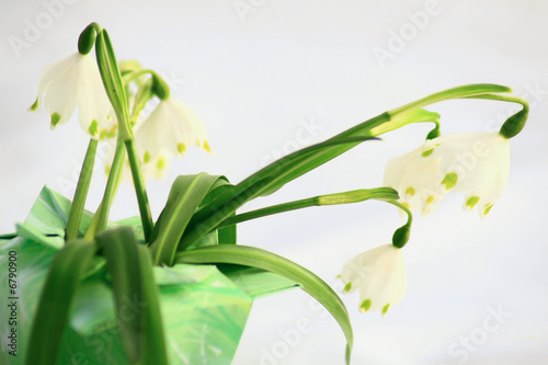Foto: Frühlingsblume Frühlingsblume
