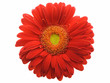 Gerbera Daisy