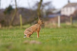 Brown Hare