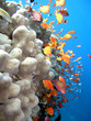 Photo of a coral colony